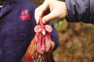 斗鸡斗土鸡视频,一场精彩绝伦的禽类争霸战