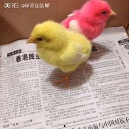 小鸡打针视频,温馨治愈的兽医护理瞬间