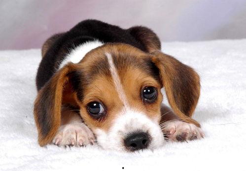 娱乐吃瓜菌小狗视频大全,小狗视频大全趣味盘点