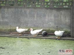 娱乐吃瓜鹅鸭,吃瓜鹅鸭带你探秘明星幕后故事