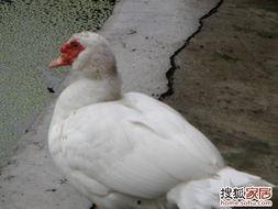 娱乐吃瓜鹅鸭,吃瓜鹅鸭带你探秘明星幕后故事