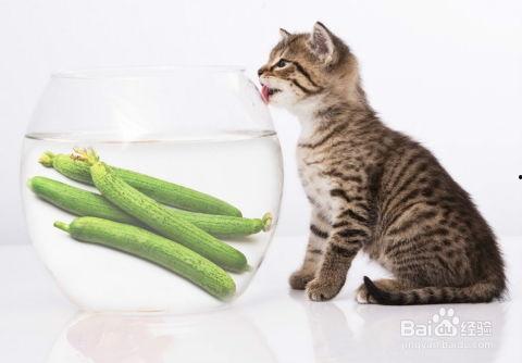 娱乐吃瓜酱小猫,揭秘娱乐圈那些不为人知的幕后故事